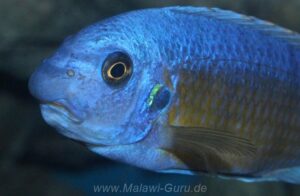 Labeotropheus fuelleborni 'Katale Island'